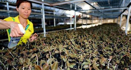 如何种植和管理金线莲（金线莲种植技术和管理小窍门，助您打造丰收花园）