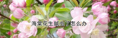 如何防治蔷薇花生虫子？（有效控制方法，保护蔷薇花园）