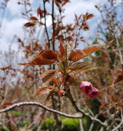 樱花开花时间解析（揭秘樱花盛开的时间和地点，以及如何欣赏）