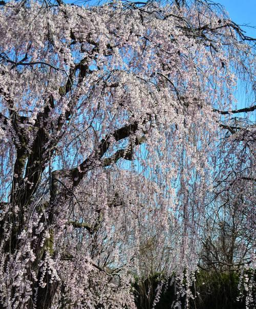 樱花开花时间解析（揭秘樱花盛开的时间和地点，以及如何欣赏）