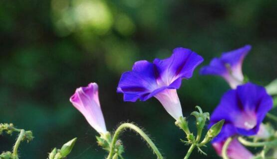 牵牛花（探究牵牛花的特点、品质及种植要点）