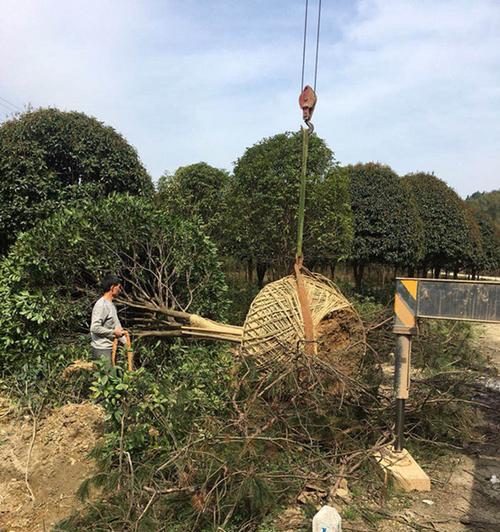 什么时候移栽桂花树最好？（掌握正确时机，让桂花树成为您家的香气之王！）