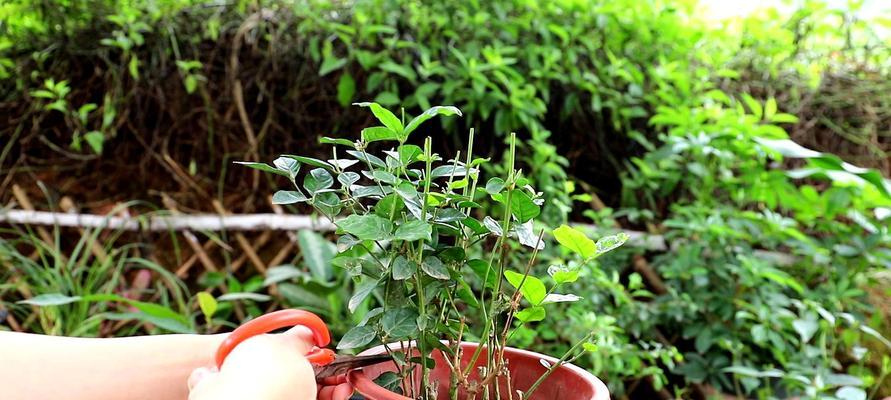 茉莉花盆栽养殖方法（家庭中如何养护茉莉花？茉莉花的生长条件和注意事项。）