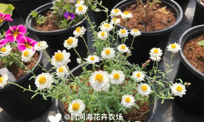 欣赏秋日鳞托菊的绚烂盛景（探寻鳞托菊花期及其观赏要点）