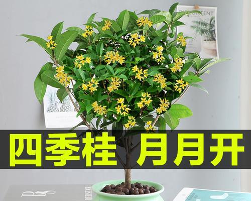 如何养护优美的桂花盆景（桂花盆景养护指南）