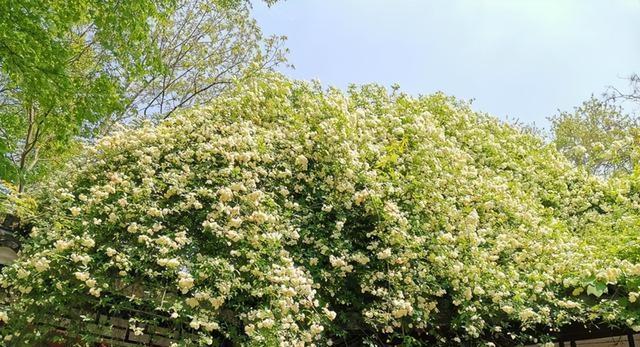 追寻最香最好的木香花品种（探索美丽花海中的芬芳秘境）