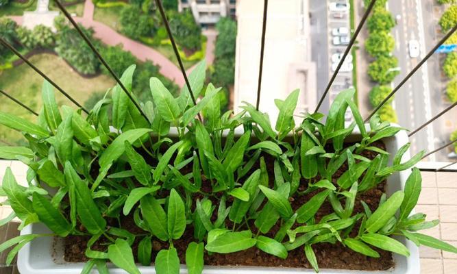 植物播种方法（从有机到无土，看不同植物的种植方式）