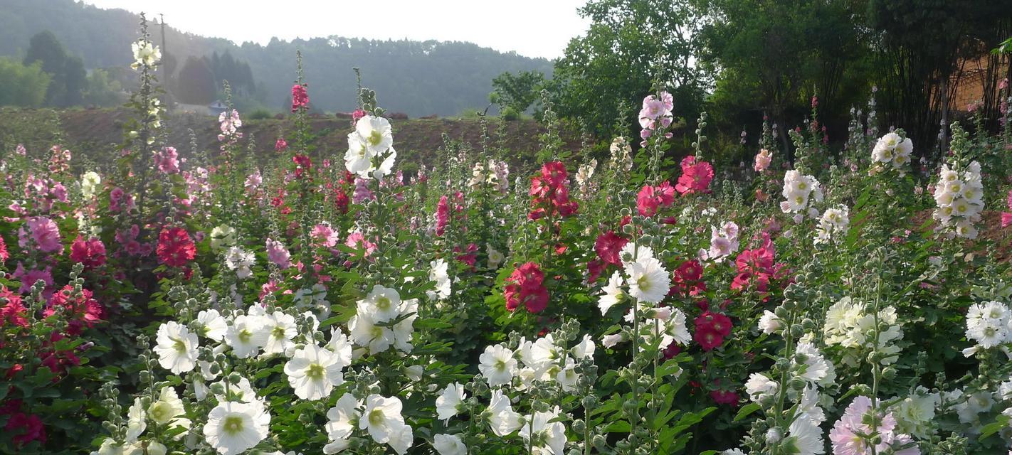 蜀葵花播种时间与技巧（掌握最佳时间，丰富花园生活）