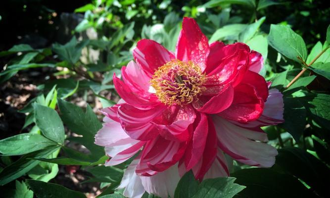 牡丹开花季节及花期特点（探究牡丹开花时间和生长规律，品味牡丹的魅力）