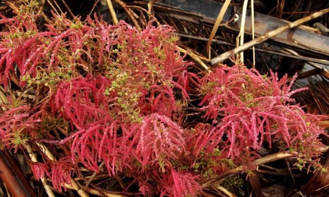 探秘藜科植物的奇妙世界（从古至今，从食用到药用——藜科植物的多重价值）