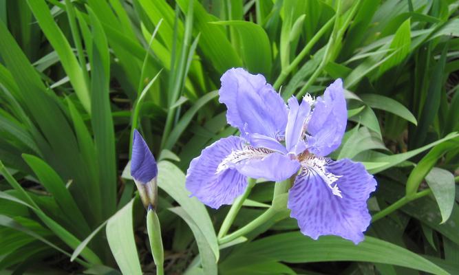 缤纷夏日，盛开花海（探寻夏季主打花种，领略大自然的独特魅力）