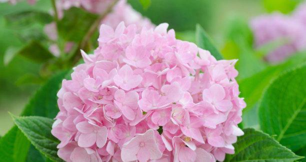 缤纷夏日，盛开花海（探寻夏季主打花种，领略大自然的独特魅力）