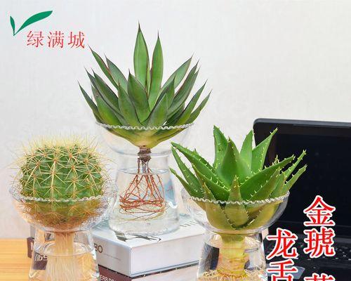 芦荟水培管理方法（如何在家里种植健康的芦荟植物？）