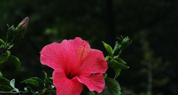 扶桑花风水之崇高吉祥（以扶桑花为载体的风水寓意与作用）