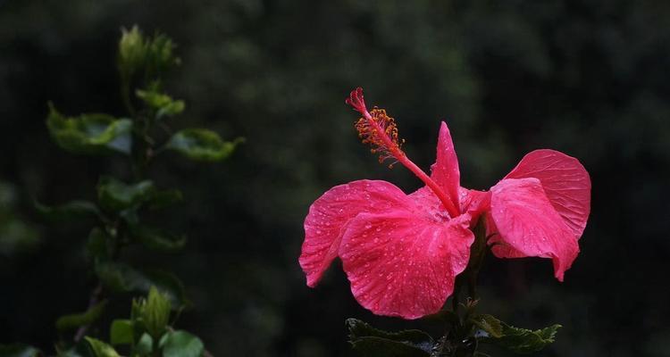 扶桑花风水之崇高吉祥（以扶桑花为载体的风水寓意与作用）