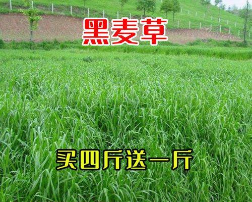 如何种植黑麦草？（时间、方法、技巧一网打尽）