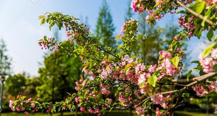 垂丝海棠（探秘垂丝海棠的特点和生长习性）