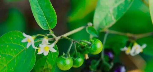 探寻草本植物的奥秘（了解草本植物的种类、功效和用途）