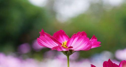 格桑花（探寻格桑花花语与寓意，品味大自然的力量）