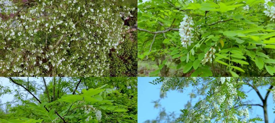 槐花开花时间及花期持续时间剖析（夏季的花香，槐花绽放全揭秘）