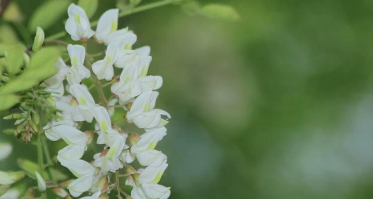 槐花开花时间及花期持续时间剖析（夏季的花香，槐花绽放全揭秘）