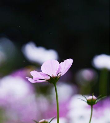 格桑花的花语与含义（探寻格桑花的深意，了解其花语之美）