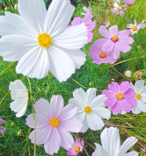 格桑花的花语与含义（探寻格桑花的深意，了解其花语之美）