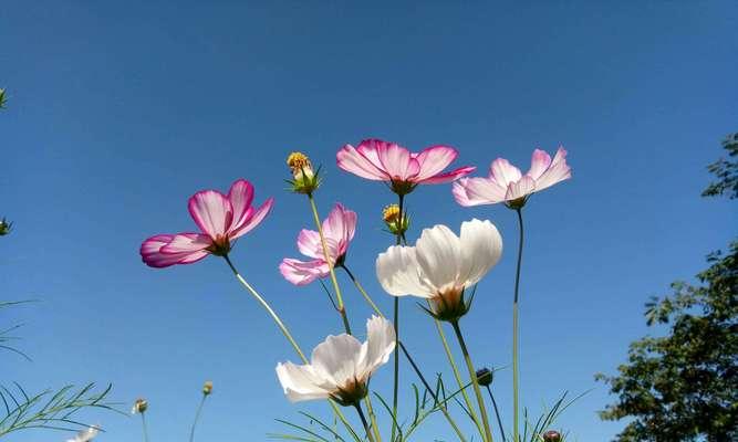 格桑花的花语与含义（探寻格桑花的深意，了解其花语之美）