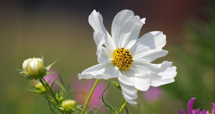 格桑花（格桑花的寓意和象征）