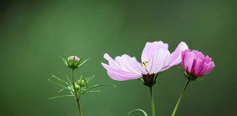 格桑花风水寓意与作用（探索格桑花在风水中的重要地位与功效）