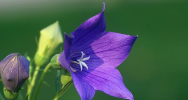 以梗菊的花语——坚强与希望（梗菊花语的深刻内涵与传递方式）