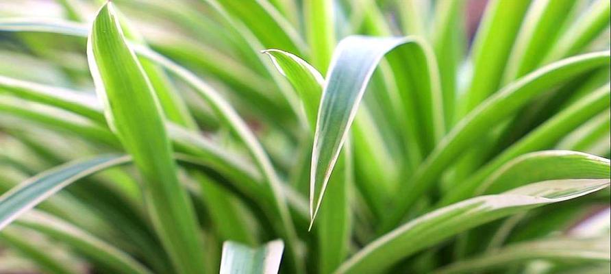 养护吊兰的秘诀（从种植到养护全面解析，轻松拥有翠绿植物）