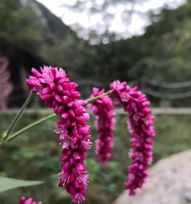 狗尾巴花（揭开狗尾巴花背后的意义与传说）