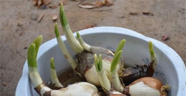 水仙花水培养殖方法（从零开始，轻松养活水仙花）