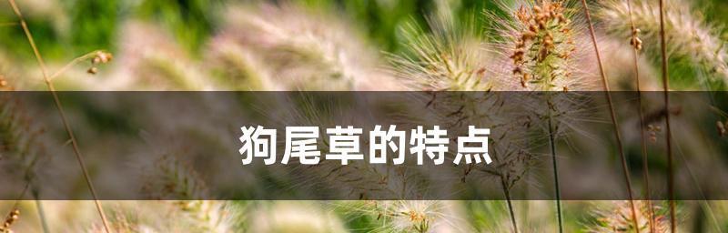 狗尾草的花语揭示的秘密（探寻狗尾草背后蕴藏的意义）