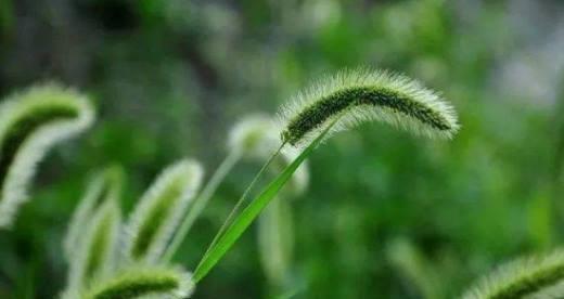 狗尾草之爱——花语与含义（探寻狗尾草的爱情密码，解读花语的浪漫意义）