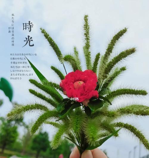 狗尾草之爱——花语与含义（探寻狗尾草的爱情密码，解读花语的浪漫意义）