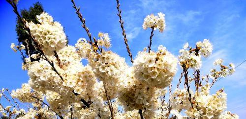 广元市的市花——红梅花的意义与传承（传承中华文化的瑰宝，红梅花在广元市的地位与作用）