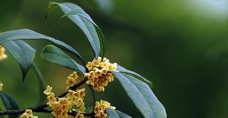 桂花树的寓意与象征风水（芬芳吉祥，树立家庭和谐氛围）