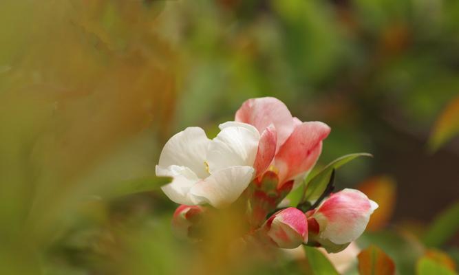 海棠花的花语及象征意义（探寻海棠花的深刻寓意）