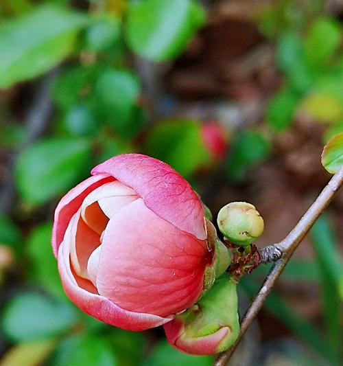 四季海棠花（探寻四季海棠花的花语与寓意）