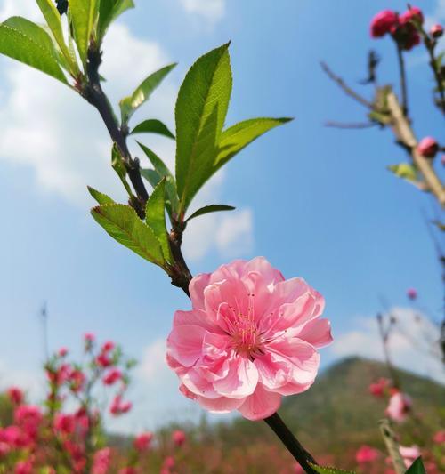 春色盛开，花海绽放（探寻春季花卉的美妙世界）