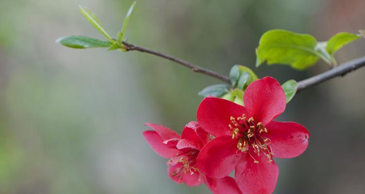 春海棠花（唤醒吉祥与美好生活的秘密花朵）