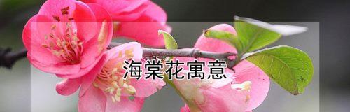 海棠花的花语与寓意（探寻海棠花的传世之谜）