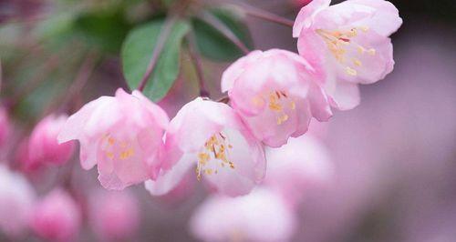 海棠花的花语与寓意（探寻海棠花的传世之谜）