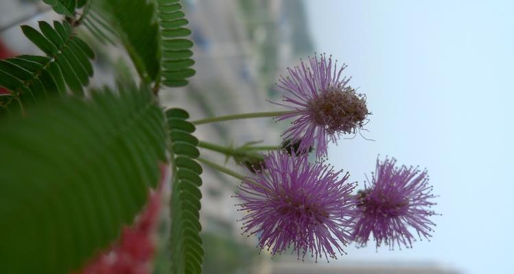 含羞草开花预示着什么？（探秘含羞草开花的奥秘，解读其象征意义）