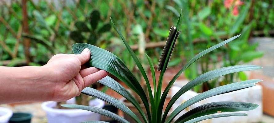 草本植物养殖方法详解（从选种到管理，打造健康的草本植物园）