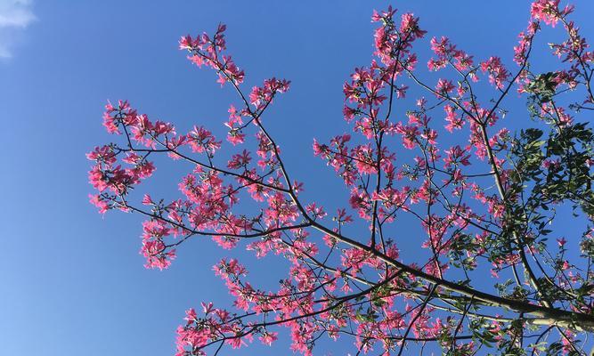 冬日的花开（探寻冬天中盛开的花海）