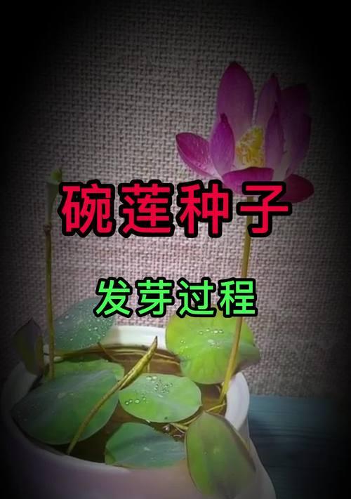 如何种植碗莲（碗莲发芽后多久入泥多深，）