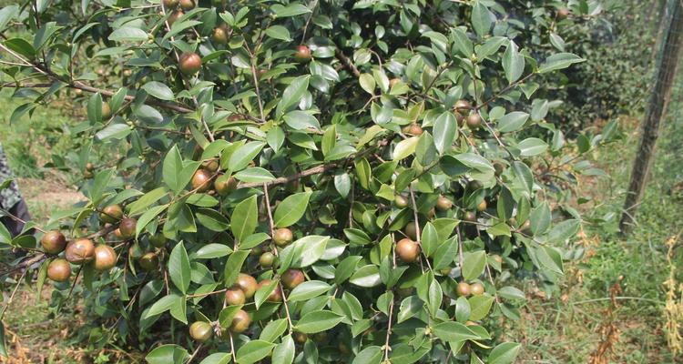 油茶种植全攻略（种植油茶，让你在家也能拥有丰收的喜悦）